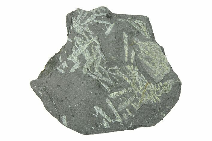 Fossil Graptolite (Didymograptus) Cluster - Wales #284950